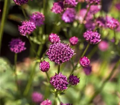 Astrantia major 'Star of Beauty' -R- Astrantia major 'Star of Beauty' -R-