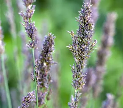 Molinia caerulea 'Igel' Molinia caerulea 'Igel'