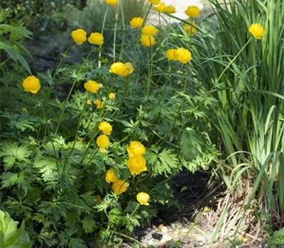 Trollius europaeus Trollius europaeus