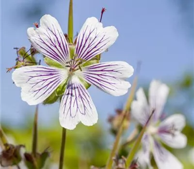 Geranium renardii Geranium renardii