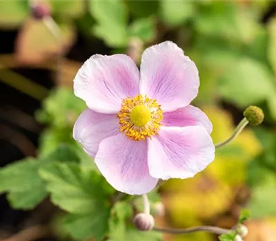 Anemone hupehensis 'September Charm' Anemone hupehensis 'September Charm'