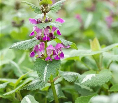 Lamium maculatum 'Chequers' Lamium maculatum 'Chequers'