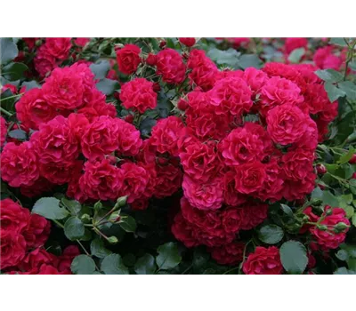 Rose 'Gärtnerfreude' -R- Rose 'Gärtnerfreude' -R-