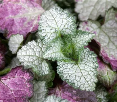 Lamium maculatum 'White Nancy' Lamium maculatum 'White Nancy'