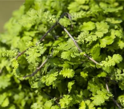 Cotula dioica 'Minima' Cotula dioica 'Minima'