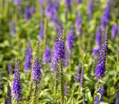 Veronica longifolia 'Blauriesin' Veronica longifolia 'Blauriesin'