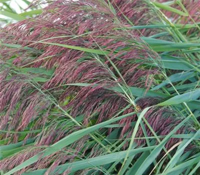 Phragmites australis Phragmites australis