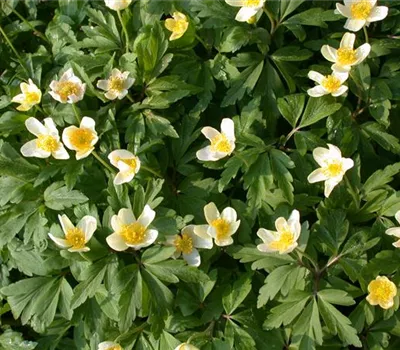 Anemone nemorosa Anemone nemorosa