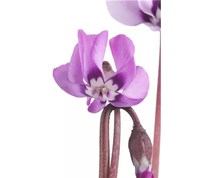 Cyclamen coum Cyclamen coum