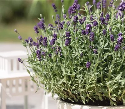 Lavandula angustifolia 'Dwarf Blue' Lavandula angustifolia 'Dwarf Blue'