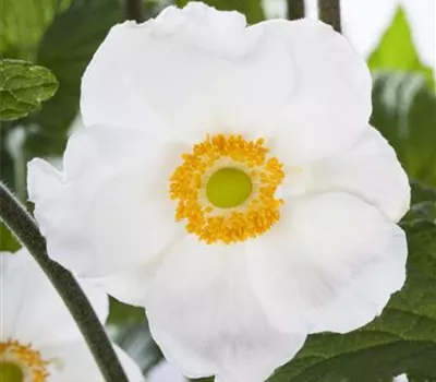 Anemone sylvestris Anemone sylvestris