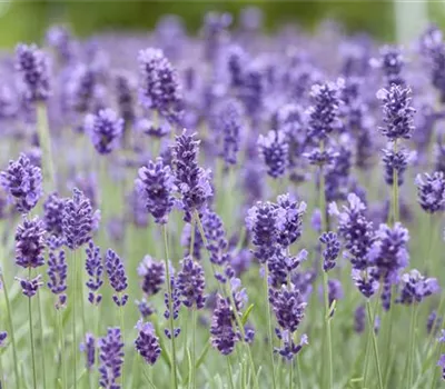 Lavandula angustifolia 'Hidcote Blue' gen. Lavandula angustifolia 'Hidcote Blue' gen.