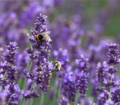 Lavandula angustifolia 'Hidcote Blue' veg. Lavandula angustifolia 'Hidcote Blue' veg.