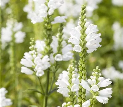 Physostegia virginiana 'Summer Snow' Physostegia virginiana 'Summer Snow'
