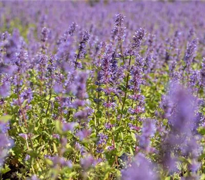 Nepeta racemosa 'Superba' Nepeta racemosa 'Superba'