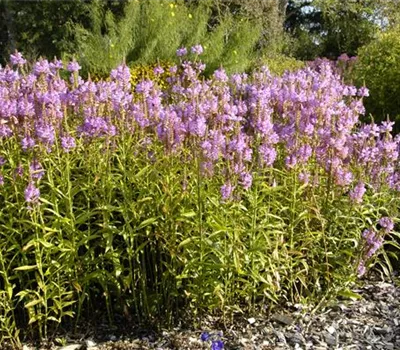 Physostegia virginiana 'Vivid' Physostegia virginiana 'Vivid'
