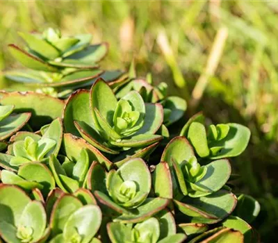 Sedum ewersii Sedum ewersii