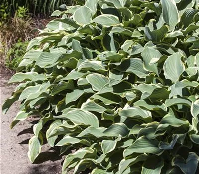 Hosta fortunei 'Francee' Hosta fortunei 'Francee'