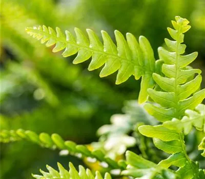 Blechnum spicant Blechnum spicant
