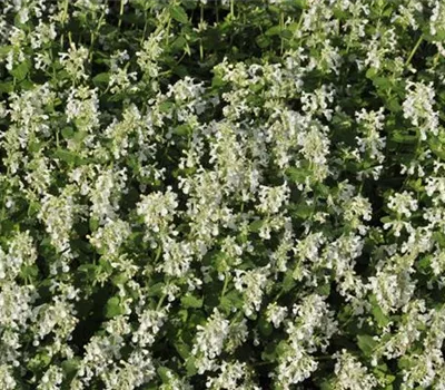 Nepeta x faassenii 'Snowflake' Nepeta x faassenii 'Snowflake'