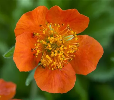 Geum coccineum 'Borisii' Geum coccineum 'Borisii'