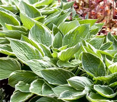 Hosta fortunei 'Patriot' Hosta fortunei 'Patriot'