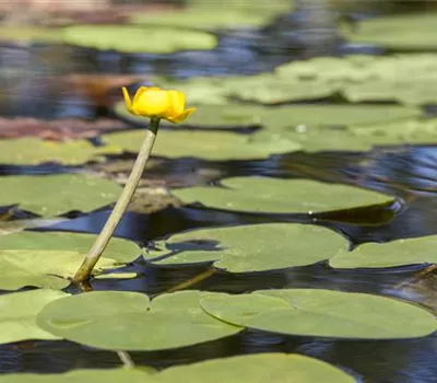 Nuphar lutea Nuphar lutea