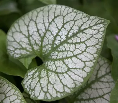 Brunnera macrophylla 'Jack Frost' -R- Brunnera macrophylla 'Jack Frost' -R-