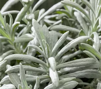Lavandula lanata Lavandula lanata