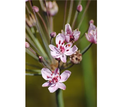 Butomus umbellatus Butomus umbellatus
