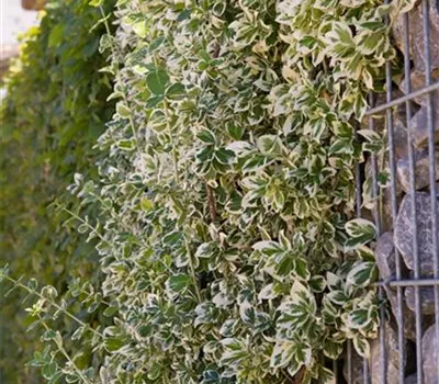 Euonymus fortunei 'Emerald Gaiety' Euonymus fortunei 'Emerald Gaiety'