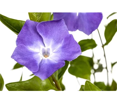 Vinca major Vinca major