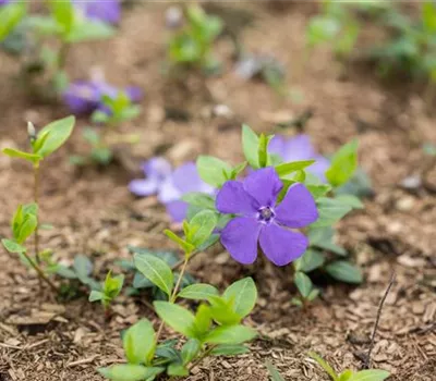 Vinca minor 'Bowles' Vinca minor 'Bowles'