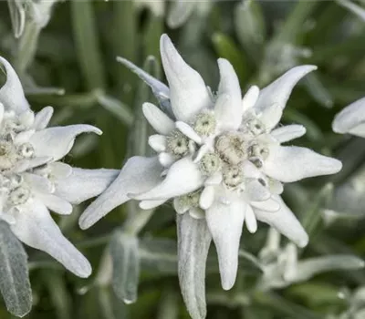 Leontopodium alpinum 'Matterhorn' Leontopodium alpinum 'Matterhorn'