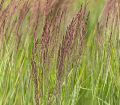 Calamagrostis x acutiflora 'Overdam' Calamagrostis x acutiflora 'Overdam'
