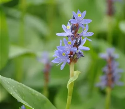 Pontederia cordata Pontederia cordata