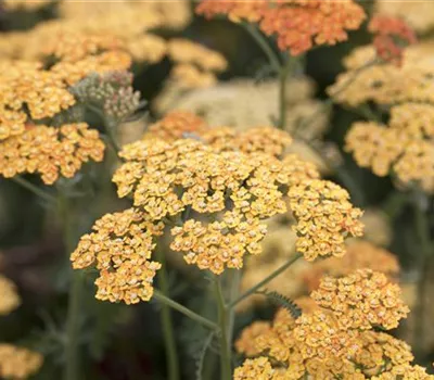 Achillea Millef.-Hybr.'Terracotta' Achillea Millef.-Hybr.'Terracotta'