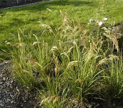 Achnatherum calamagrostis 'Algäu' Achnatherum calamagrostis 'Algäu'