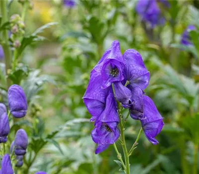 Aconitum carmichaelii 'Arendsii', veg. Aconitum carmichaelii 'Arendsii', veg.