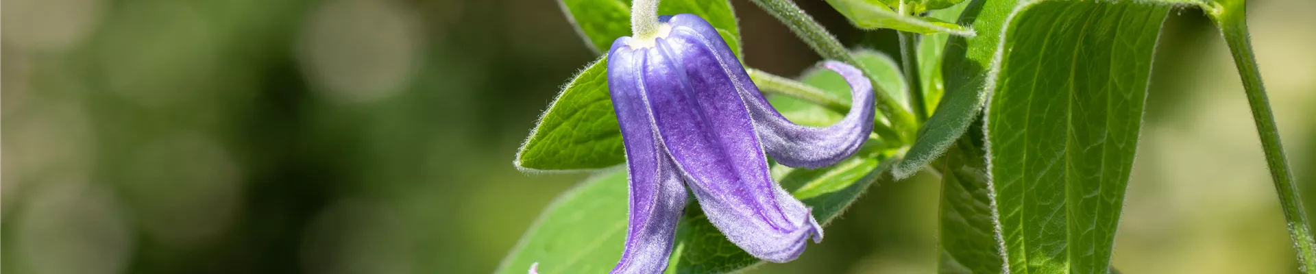 Clematis 'Paillette® Jinjing' Clematis 'Paillette® Jinjing'