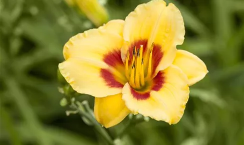 Hemerocallis