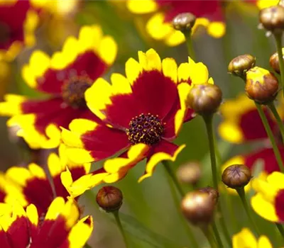 Coreopsis Hybr.'Cherry Pie' Coreopsis Hybr.'Cherry Pie'