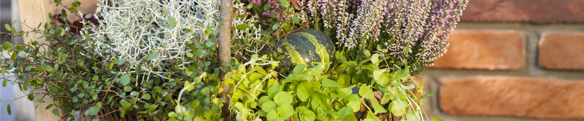 Lysimachia nummularia