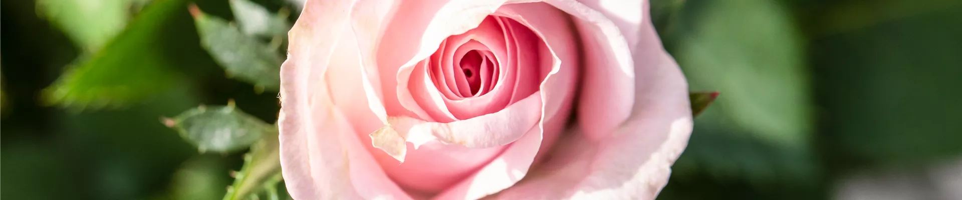 Rosa 'Infinity Rose' Rosa 'Infinity Rose'