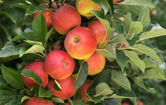 Säulenobst pflanzen – frische Früchte direkt vor der Haustür Säulenobst pflanzen – frische Früchte direkt vor der Haustür
