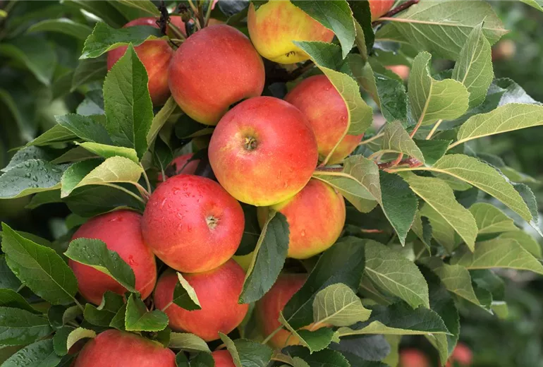 Malus domestica 'Elstar' Malus domestica 'Elstar'