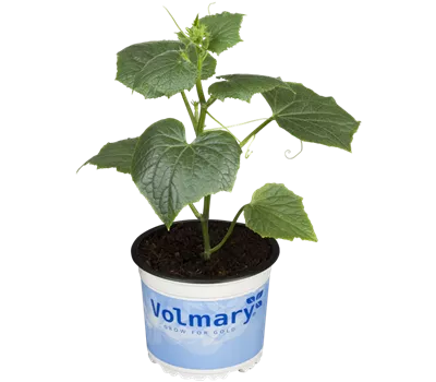 Gurke 'Ministar' F1' Gurke 'Ministar' F1'