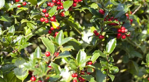 Ilex aquifolium