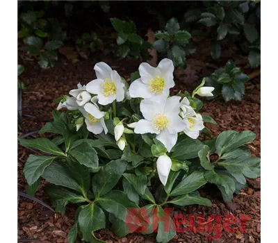 Helleborus HGC 'Joel' -R- Helleborus HGC 'Joel' -R-