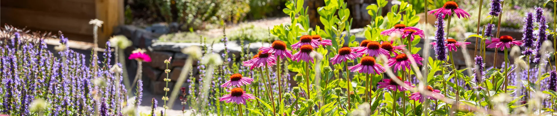 Beet mit Stauden Beet mit Stauden